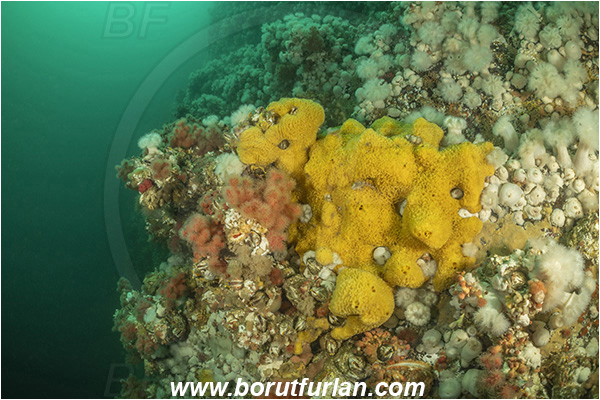 Port Hardy area, Vancouver island, British Columbia, Canada, Pacific ocean, Halichondria (Halichondria) panicea, Halichondria, Halichondriidae, Demospongiae, Porifera, Breadcrumb sponge, Sponge, Wall