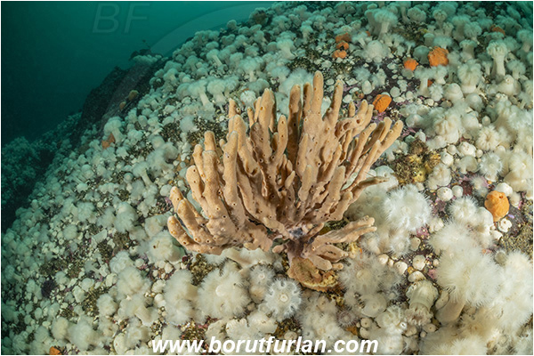Port Hardy area, Vancouver island, British Columbia, Canada, Pacific ocean, Amphilectus digitatus, Amphilectus, Esperiopsidae, Demospongiae, Porifera, Glove sponge, Sponge