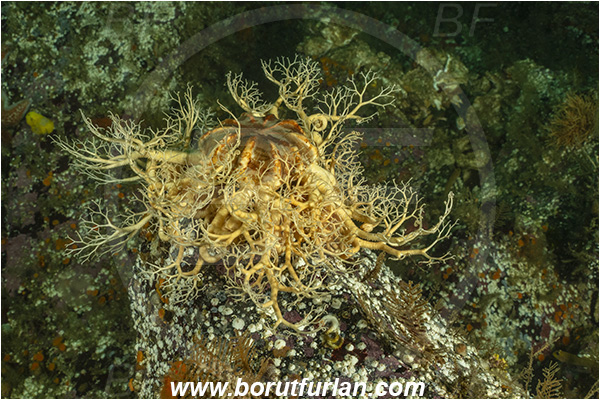 Port Hardy area, Vancouver island, British Columbia, Canada, Pacific ocean, Gorgonocephalus eucnemis, Gorgonocephalus, Gorgonocephalidae, Ophiuroidea, Echinodermata, Echinoderm, Common basket star, Basket star