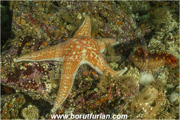 Port Hardy area, Vancouver island, British Columbia, Canada, Pacific ocean, Dermasterias imbricata, Dermasterias, Asteropseidae, Asteroidea, Echinodermata, Echinoderm, Leather starfish, Starfish