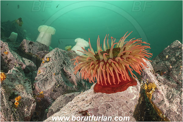 Port Hardy area, Vancouver island, British Columbia, Canada, Pacific ocean, Urticina piscivora, Urticina, Actiniidae, Anthozoa, Cnidaria, Cnidarian, Fish-eating Anemone, Anemone, Reef
