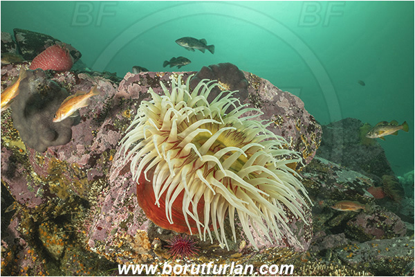 Port Hardy area, Vancouver island, British Columbia, Canada, Pacific ocean, Urticina piscivora, Urticina, Actiniidae, Anthozoa, Cnidaria, Cnidarian, Fish-eating Anemone, Anemone, Reef