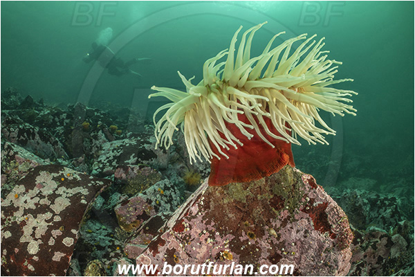 Port Hardy area, Vancouver island, British Columbia, Canada, Pacific ocean, Urticina piscivora, Urticina, Actiniidae, Anthozoa, Cnidaria, Cnidarian, Fish-eating Anemone, Anemone, Reef, Diver