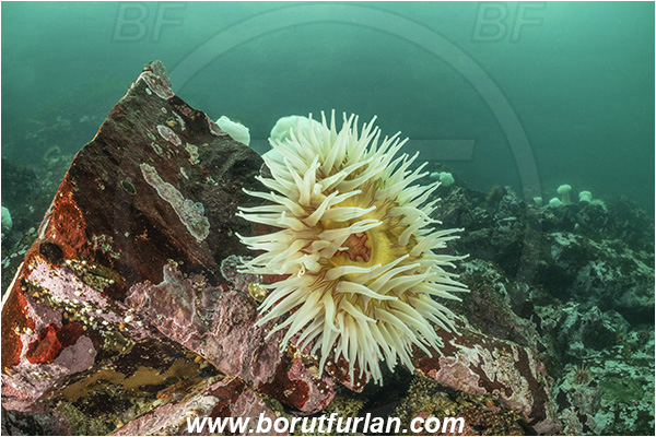 Port Hardy area, Vancouver island, British Columbia, Canada, Pacific ocean, Urticina piscivora, Urticina, Actiniidae, Anthozoa, Cnidaria, Cnidarian, Fish-eating Anemone, Anemone, Reef