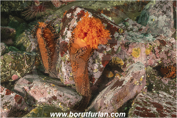 Port Hardy area, Vancouver island, British Columbia, Canada, Pacific ocean, Cucumaria miniata, Cucumaria, Cucumariidae, Holothuroidea, Echinodermata, Echinoderm, Red sea cucumber, Sea cucumber