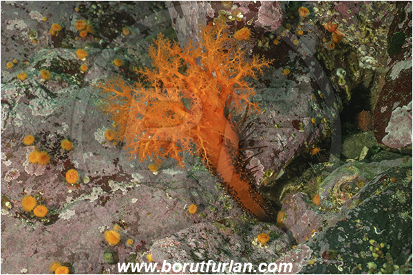 Port Hardy area, Vancouver island, British Columbia, Canada, Pacific ocean, Cucumaria miniata, Cucumaria, Cucumariidae, Holothuroidea, Echinodermata, Echinoderm, Red sea cucumber, Sea cucumber