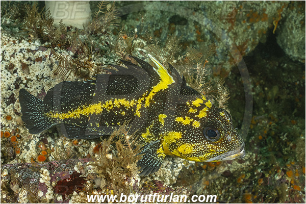 Port Hardy area, Vancouver island, British Columbia, Canada, Pacific ocean, Sebastes nebulosus, Sebastes, Sebastidae, China rockfish, Rockfish, Fish