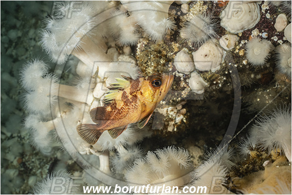 Port Hardy area, Vancouver island, British Columbia, Canada, Pacific ocean, Sebastes maliger, Sebastes, Sebastidae, Quillback rockfish, Rockfish, Fish, Reef, Metridium farcimen, Metridium, Metridiidae, Anthozoa, Cnidaria, Cnidarian, Giant plumose anemone, Anemone