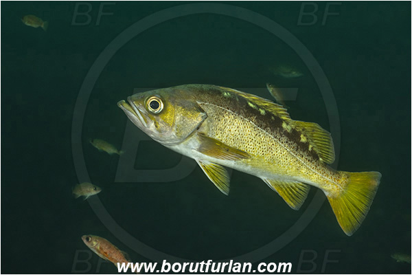 Port Hardy area, Vancouver island, British Columbia, Canada, Pacific ocean, Sebastes flavidus, Sebastes, Sebastidae, Yellowtail rockfish, Rockfish, Fish