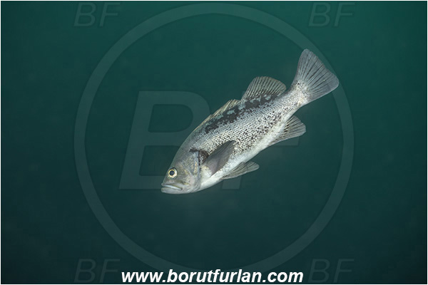 Port Hardy area, Vancouver island, British Columbia, Canada, Pacific ocean, Sebastes melanops, Sebastes, Sebastidae, Black rockfish, Rockfish, Fish