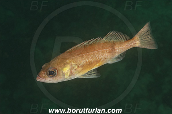 Port Hardy area, Vancouver island, British Columbia, Canada, Pacific ocean, Sebastes emphaeus, Sebastes, Sebastidae, Puget sound rockfish, Rockfish, Fish