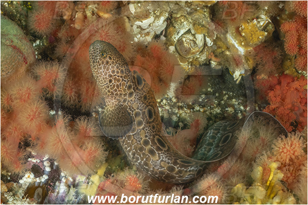 Port Hardy area, Vancouver island, British Columbia, Canada, Pacific ocean, Anarrhichthys ocellatus, Anarrhichthys, Anarhichadidae, Wolf-eel, Fish, Juvenile