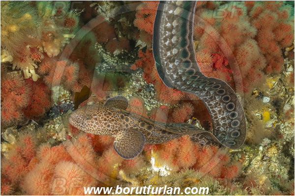 Port Hardy area, Vancouver island, British Columbia, Canada, Pacific ocean, Anarrhichthys ocellatus, Anarrhichthys, Anarhichadidae, Wolf-eel, Fish, Juvenile