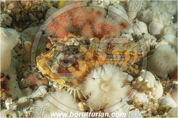 Port Hardy area, Vancouver island, British Columbia, Canada, Pacific ocean, Hemilepidotus hemilepidotus, Hemilepidotus, Cottidae, Red Irish lord, Fish