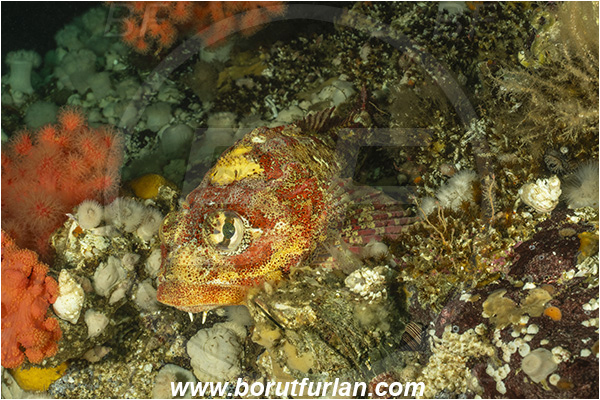 Port Hardy area, Vancouver island, British Columbia, Canada, Pacific ocean, Hemilepidotus hemilepidotus, Hemilepidotus, Cottidae, Red Irish lord, Fish