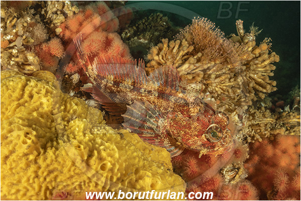 Port Hardy area, Vancouver island, British Columbia, Canada, Pacific ocean, Hemilepidotus hemilepidotus, Hemilepidotus, Cottidae, Red Irish lord, Fish, Reef