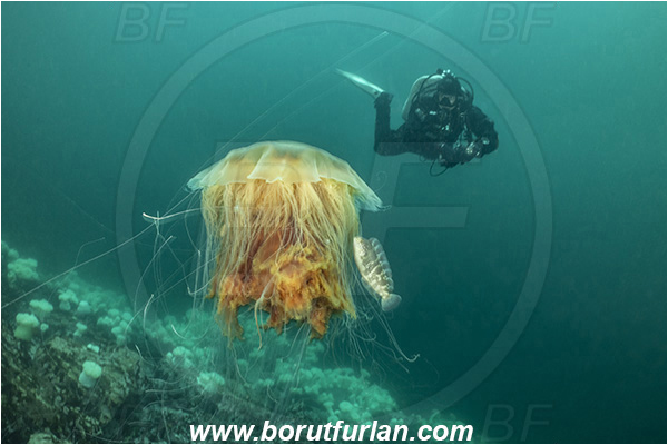 Port Hardy area, Vancouver island, British Columbia, Canada, Pacific ocean, Cyanea capillata, Cyanea, Cyaneidae, Scyphozoa, Cnidaria, Cnidarian, Lion