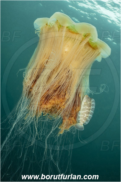Port Hardy area, Vancouver island, British Columbia, Canada, Pacific ocean, Cyanea capillata, Cyanea, Cyaneidae, Scyphozoa, Cnidaria, Cnidarian, Lion