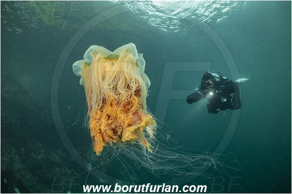 Port Hardy area, Vancouver island, British Columbia, Canada, Pacific ocean, Cyanea capillata, Cyanea, Cyaneidae, Scyphozoa, Cnidaria, Cnidarian, Lion