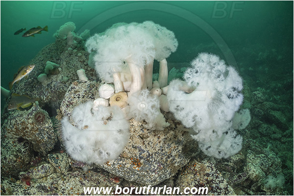 Port Hardy area, Vancouver island, British Columbia, Canada, Pacific ocean, Metridium farcimen, Metridium, Metridiidae, Anthozoa, Cnidaria, Cnidarian, Giant plumose anemone, Anemone