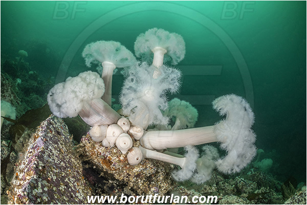 Port Hardy area, Vancouver island, British Columbia, Canada, Pacific ocean, Metridium farcimen, Metridium, Metridiidae, Anthozoa, Cnidaria, Cnidarian, Giant plumose anemone, Anemone