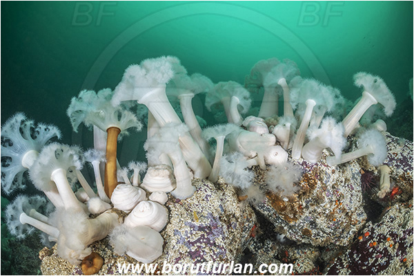 Port Hardy area, Vancouver island, British Columbia, Canada, Pacific ocean, Metridium farcimen, Metridium, Metridiidae, Anthozoa, Cnidaria, Cnidarian, Giant plumose anemone, Anemone