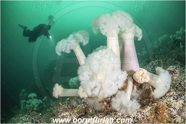 Port Hardy area, Vancouver island, British Columbia, Canada, Pacific ocean, Metridium farcimen, Metridium, Metridiidae, Anthozoa, Cnidaria, Cnidarian, Giant plumose anemone, Anemone, Diver
