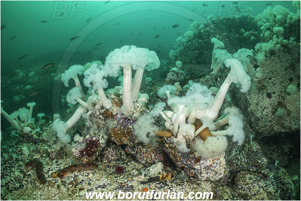 Port Hardy area, Vancouver island, British Columbia, Canada, Pacific ocean, Metridium farcimen, Metridium, Metridiidae, Anthozoa, Cnidaria, Cnidarian, Giant plumose anemone, Anemone