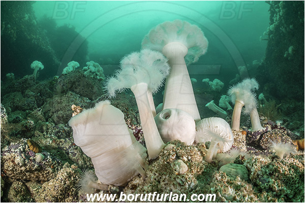 Port Hardy area, Vancouver island, British Columbia, Canada, Pacific ocean, Metridium farcimen, Metridium, Metridiidae, Anthozoa, Cnidaria, Cnidarian, Giant plumose anemone, Anemone