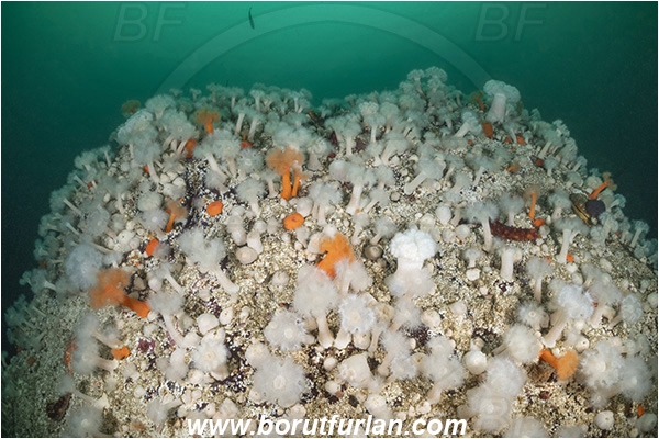 Port Hardy area, Vancouver island, British Columbia, Canada, Pacific ocean, Metridium senile, Metridium, Metridiidae, Anthozoa, Cnidaria, Cnidarian, Short plumose anemone, Anemone, Reef