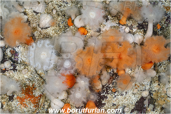 Port Hardy area, Vancouver island, British Columbia, Canada, Pacific ocean, Metridium senile, Metridium, Metridiidae, Anthozoa, Cnidaria, Cnidarian, Short plumose anemone, Anemone