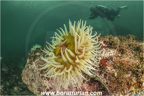 Port Hardy area, Vancouver island, British Columbia, Canada, Pacific ocean, Urticina piscivora, Urticina, Actiniidae, Anthozoa, Cnidaria, Cnidarian, Fish-eating Anemone, Anemone, Reef, Diver