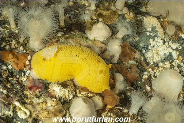 Port Hardy area, Vancouver island, British Columbia, Canada, Pacific ocean, Doris montereyensis, Doris, Dorididae, Gastropoda, Mollusca, Mollusc, Monterey sea lemon, Nudibranch