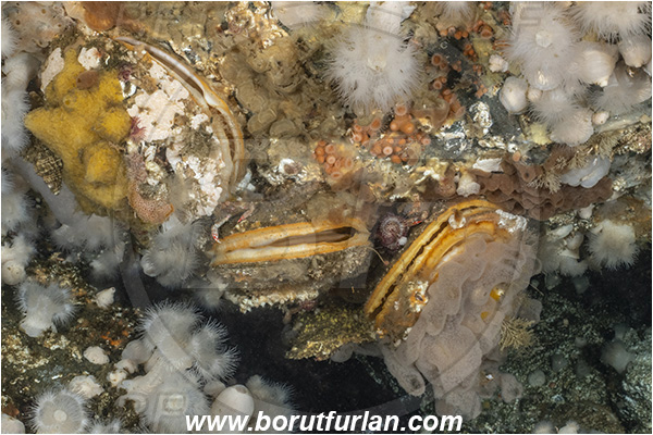 Port Hardy area, Vancouver island, British Columbia, Canada, Pacific ocean, Crassadoma gigantea, Crassadoma, Pectinidae, Bivalvia, Mollusca, Mollusc, Giant rock scallop, Scallop, Shell