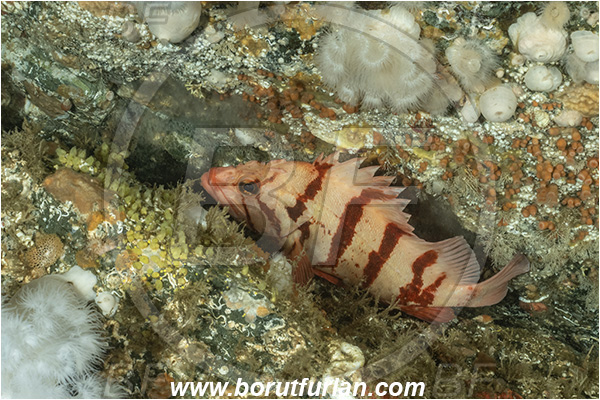 Port Hardy area, Vancouver island, British Columbia, Canada, Pacific ocean, Sebastes nigrocinctus, Sebastes, Sebastidae, Tiger rockfish, Rockfish, Fish