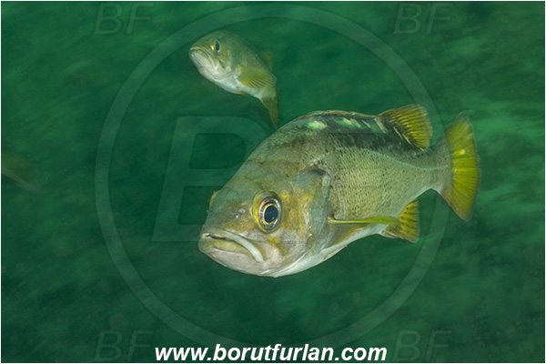 Port Hardy area, Vancouver island, British Columbia, Canada, Pacific ocean, Sebastes flavidus, Sebastes, Sebastidae, Yellowtail rockfish, Rockfish, Fish
