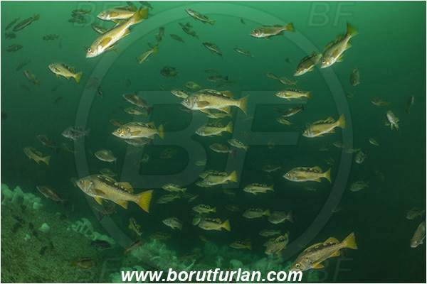 Port Hardy area, Vancouver island, British Columbia, Canada, Pacific ocean, Sebastes flavidus, Sebastes, Sebastidae, Yellowtail rockfish, Rockfish, Fish, Fish school