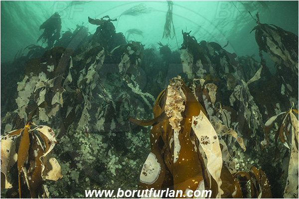 Port Hardy area, Vancouver island, British Columbia, Canada, Pacific ocean, Phaeophyceae, Kelp, Algae, Reef, Kelp forrest