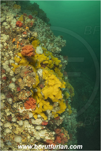 Port Hardy area, Vancouver island, British Columbia, Canada, Pacific ocean, Halichondria (Halichondria) panicea, Halichondria, Halichondriidae, Demospongiae, Porifera, Breadcrumb sponge, Sponge, Wall