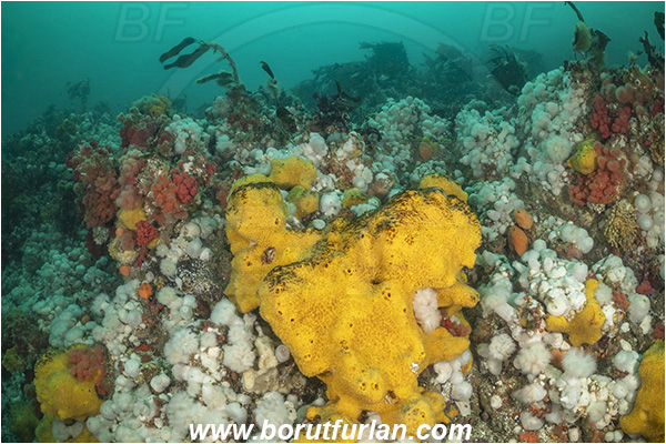 Port Hardy area, Vancouver island, British Columbia, Canada, Pacific ocean, Halichondria (Halichondria) panicea, Halichondria, Halichondriidae, Demospongiae, Porifera, Breadcrumb sponge, Sponge