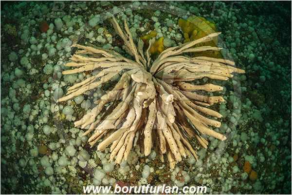 Port Hardy area, Vancouver island, British Columbia, Canada, Pacific ocean, Amphilectus digitatus, Amphilectus, Esperiopsidae, Demospongiae, Porifera, Glove sponge, Sponge