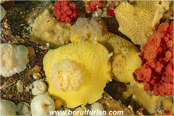 Port Hardy area, Vancouver island, British Columbia, Canada, Pacific ocean, Doris montereyensis, Doris, Dorididae, Gastropoda, Mollusca, Mollusc, Monterey sea lemon, Nudibranch, Mating