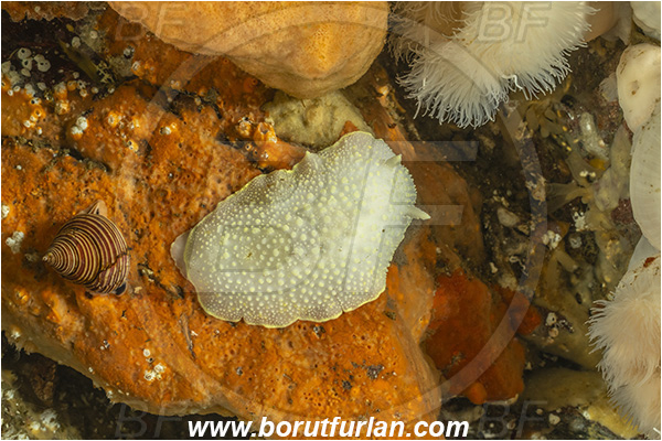 Port Hardy area, Vancouver island, British Columbia, Canada, Pacific ocean, Cadlina luteomarginata, Cadlina, Cadlinidae, Gastropoda, Mollusca, Mollusc, Yellow-edged Cadlina, Yellow-rimmed nudibranch, Nudibranch