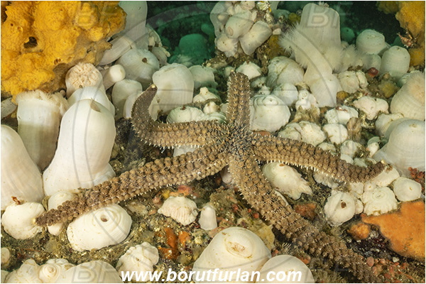 Port Hardy area, Vancouver island, British Columbia, Canada, Pacific ocean, Stylasterias forreri, Stylasterias, Asteriidae, Asteroidea, Echinodermata, Echinoderm, Velcro starfish, Starfish