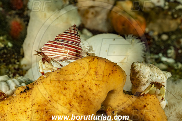 Port Hardy area, Vancouver island, British Columbia, Canada, Pacific ocean, Pagurus caurinus, Pagurus, Paguridae, Decapoda, Crustacea, Crustacean, Greenmark hermit crab, Hermit crab