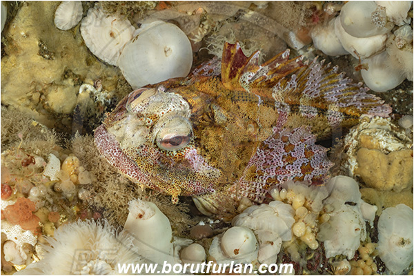 Port Hardy area, Vancouver island, British Columbia, Canada, Pacific ocean, Hemilepidotus hemilepidotus, Hemilepidotus, Cottidae, Red Irish lord, Fish
