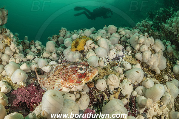 Port Hardy area, Vancouver island, British Columbia, Canada, Pacific ocean, Hemilepidotus hemilepidotus, Hemilepidotus, Cottidae, Red Irish lord, Fish, Reef, Diver