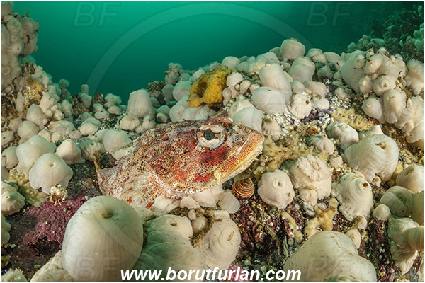Port Hardy area, Vancouver island, British Columbia, Canada, Pacific ocean, Hemilepidotus hemilepidotus, Hemilepidotus, Cottidae, Red Irish lord, Fish, Reef