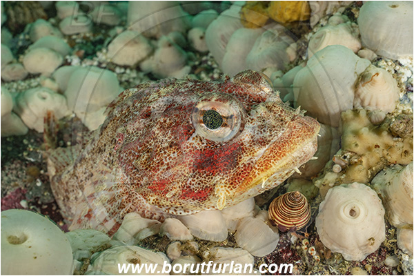 Port Hardy area, Vancouver island, British Columbia, Canada, Pacific ocean, Hemilepidotus hemilepidotus, Hemilepidotus, Cottidae, Red Irish lord, Fish, Portrait