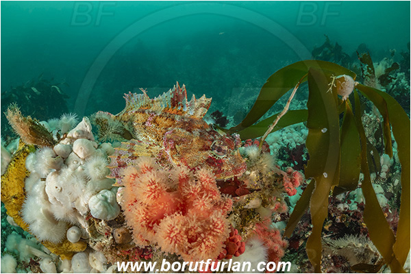 Port Hardy area, Vancouver island, British Columbia, Canada, Pacific ocean, Hemilepidotus hemilepidotus, Hemilepidotus, Cottidae, Red Irish lord, Fish, Reef